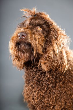 kaniş köpek.