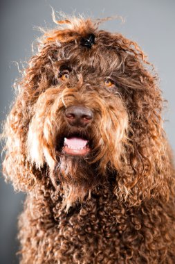 kaniş köpek.