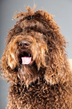 kaniş köpek.