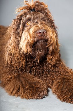 kaniş köpek.