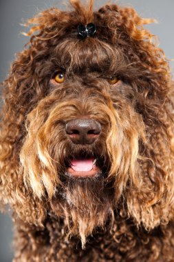 kaniş köpek.