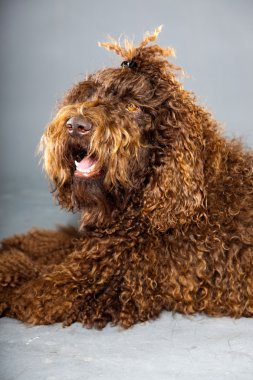 kaniş köpek.