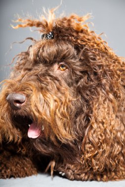 kaniş köpek.