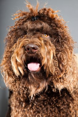 kaniş köpek.