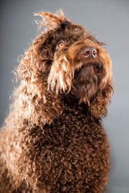 kaniş köpek.