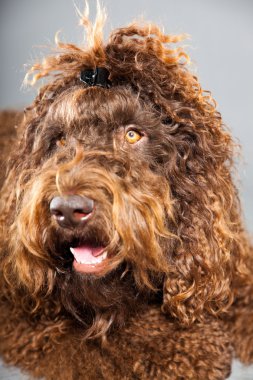 kaniş köpek.