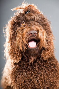 kaniş köpek.