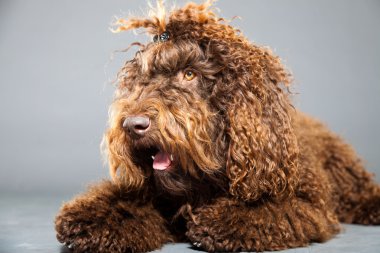 kaniş köpek.