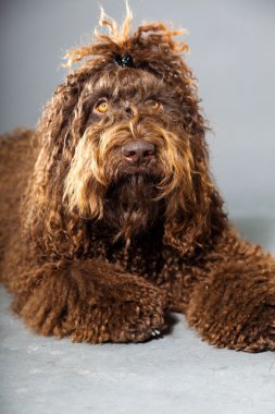 kaniş köpek.