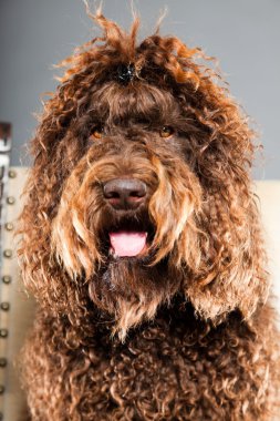kaniş köpek.
