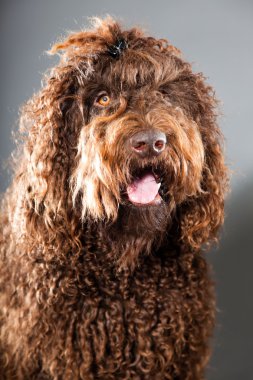 kaniş köpek.