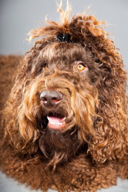 kaniş köpek.
