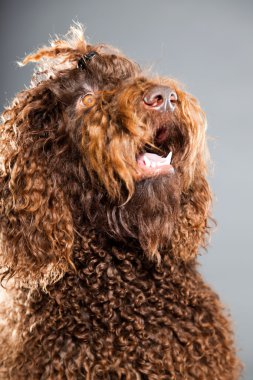 kaniş köpek.