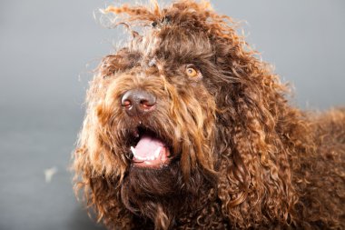 kaniş köpek.