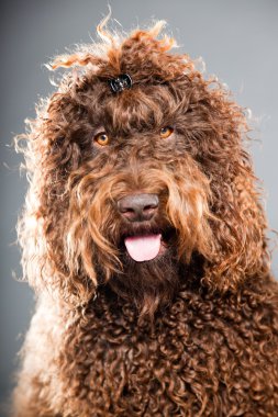 kaniş köpek.