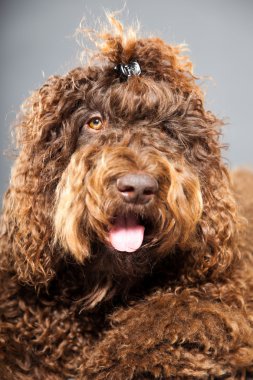 kaniş köpek.