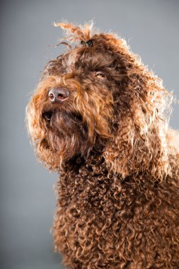 kaniş köpek.