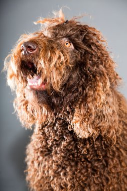 kaniş köpek.