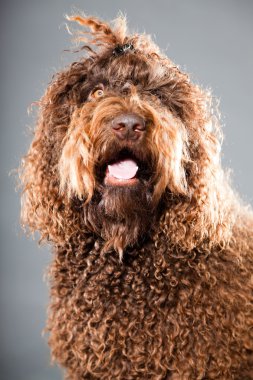 kaniş köpek.