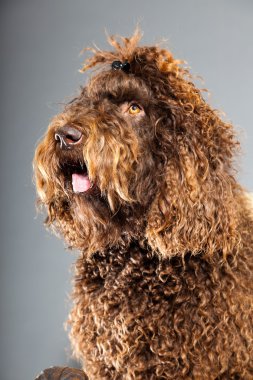 kaniş köpek.