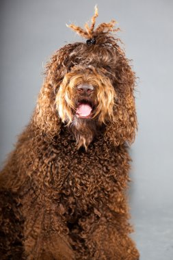 kaniş köpek.