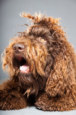 kaniş köpek.