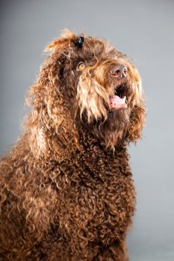 kaniş köpek.