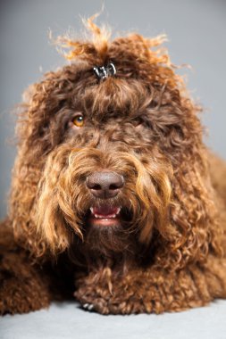 kaniş köpek.