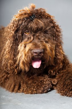 kaniş köpek.