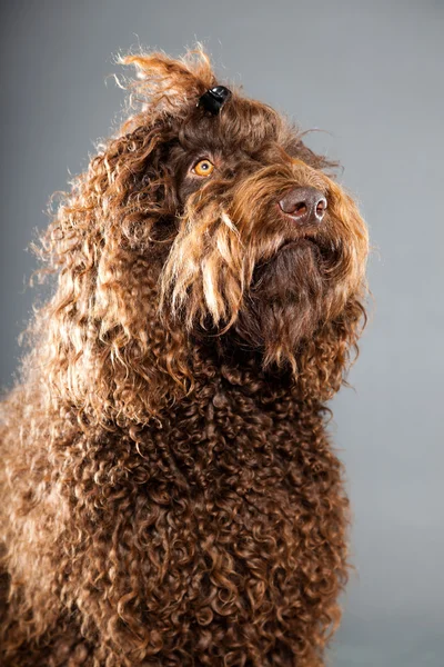 Barbet dog. — Stock Photo, Image