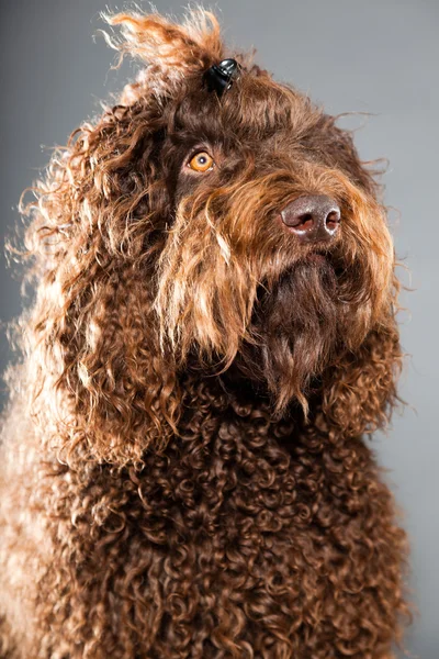 Barbet hund. — Stockfoto