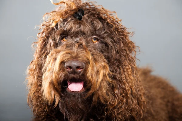 Barbethhund. — Stockfoto