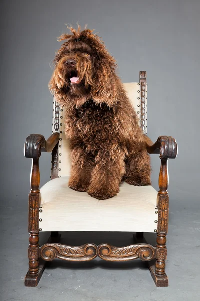 Cão de barbet . — Fotografia de Stock