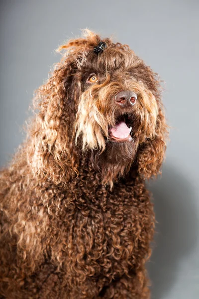 Perro Barbet . — Foto de Stock