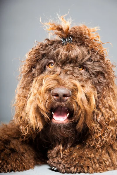 kaniş köpek.