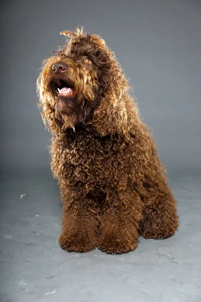 Barbet dog. — Stock Photo, Image