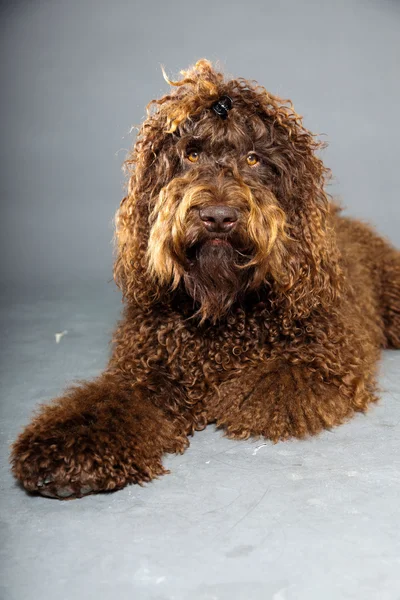 Barbet hund. — Stockfoto