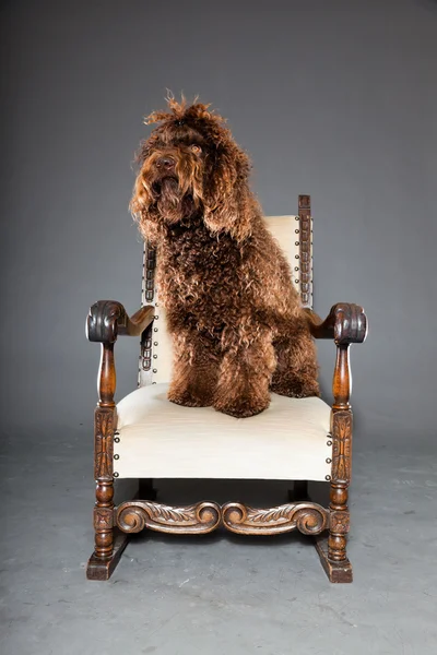 Barbet hund. — Stockfoto