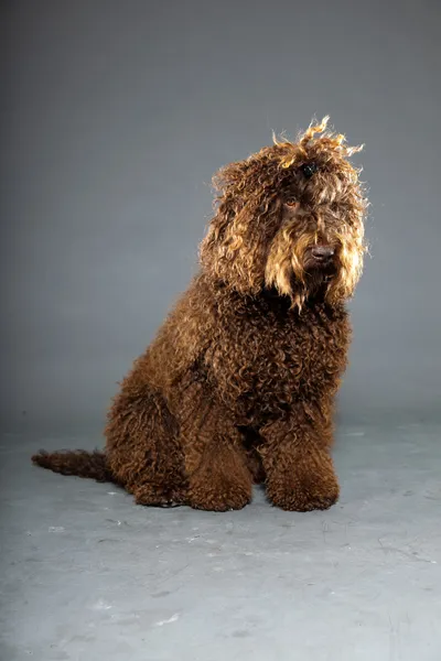 Barbet hund. — Stockfoto