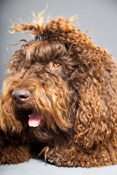 kaniş köpek.