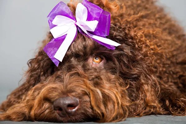 Barbet dog. — Stock Photo, Image