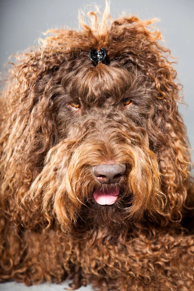 kaniş köpek.