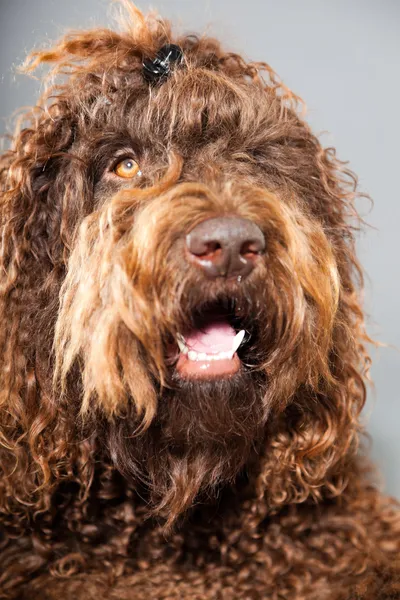 kaniş köpek.