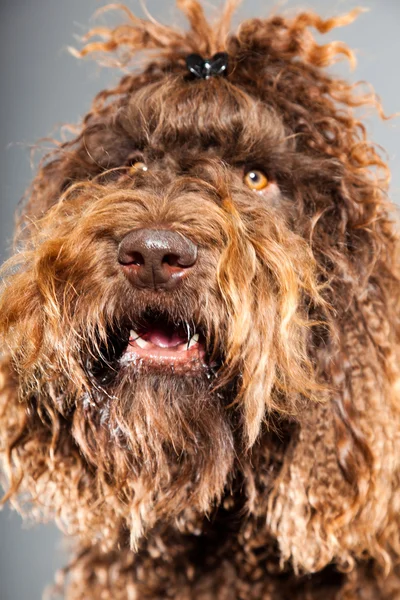 Barbet dog. — Stock Photo, Image