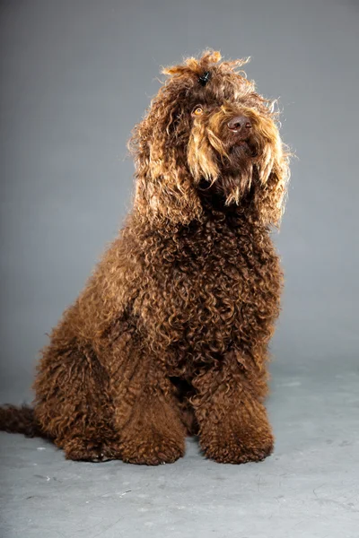 Barbet dog. — Stock Photo, Image