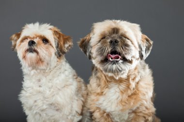 gri zemin üzerine iki shih tzu köpek.