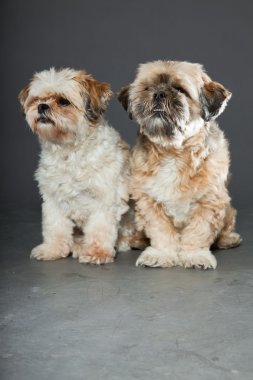 gri zemin üzerine iki shih tzu köpek.