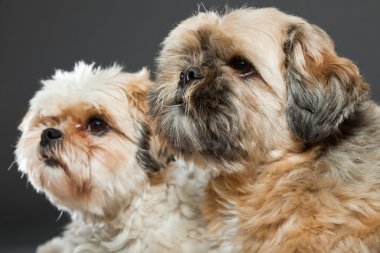 gri zemin üzerine iki shih tzu köpek.