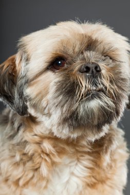 Shih tzu köpek koyu gri arka plan üzerinde.