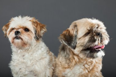 gri zemin üzerine iki shih tzu köpek.